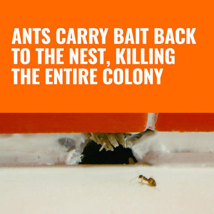 TERRO Liquid Ant Killer Bait Stations, 12-Pack, Indoor Ant Traps, T300B